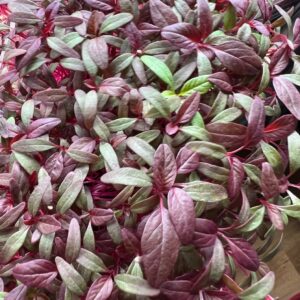 Mikrolistki amarantus czerwony – świeża mikrozieleń Farma Zeleneckich