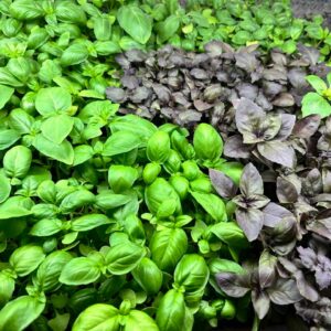 Mikrolistki bazylia czerwona i zielona – świeże zioła