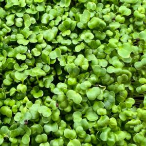 Mikrolistki brokuł – zdrowa mikrozieleń pełna witamin