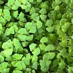 Mikrolistki chia – źródło błonnika i minerałów