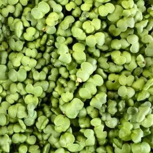 Mikrolistki gorczyca – naturalna ostrość i smak