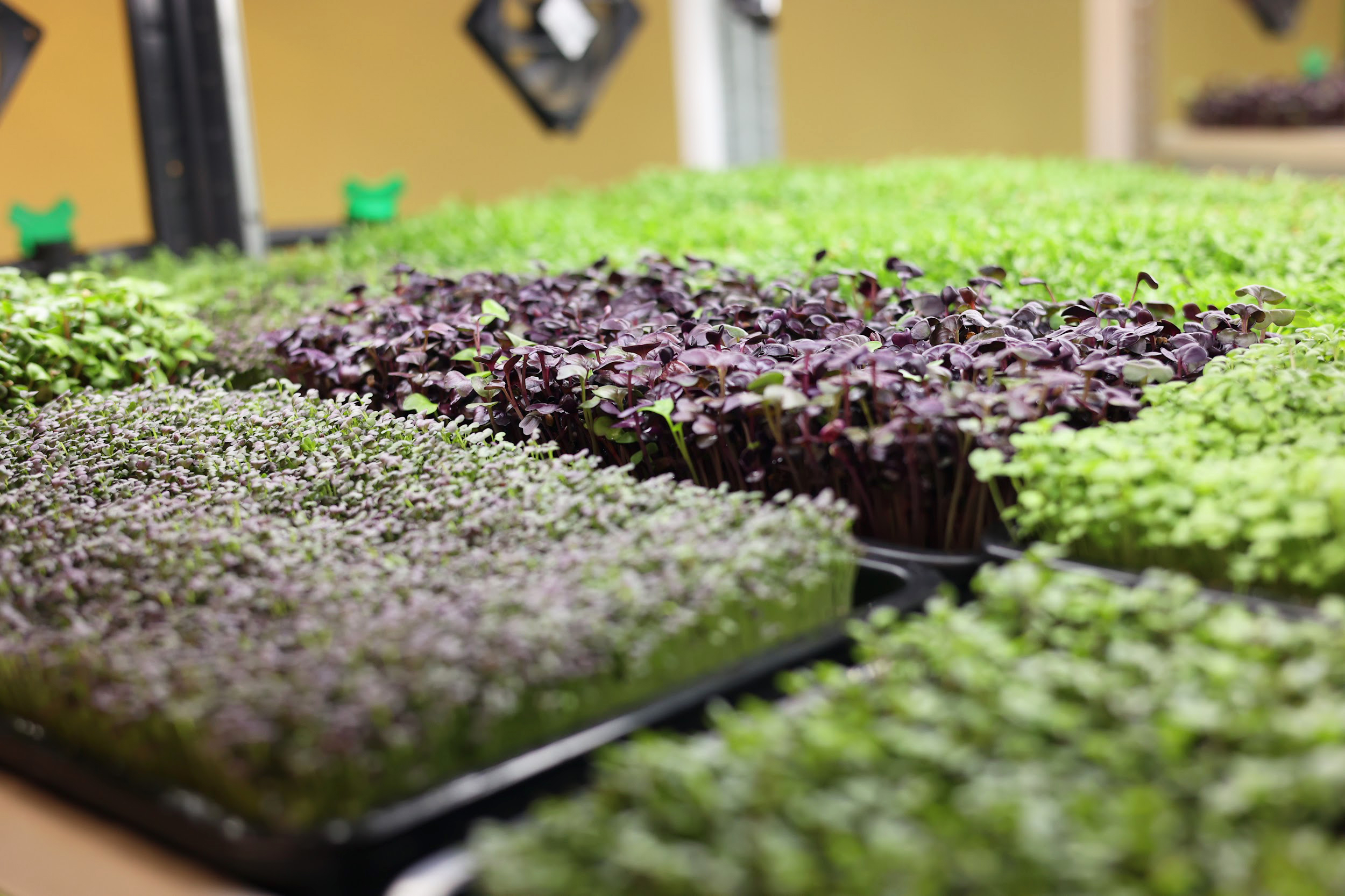 Różne odmiany mikrolistków uprawiane w tackach – Farma Zeleneckich
