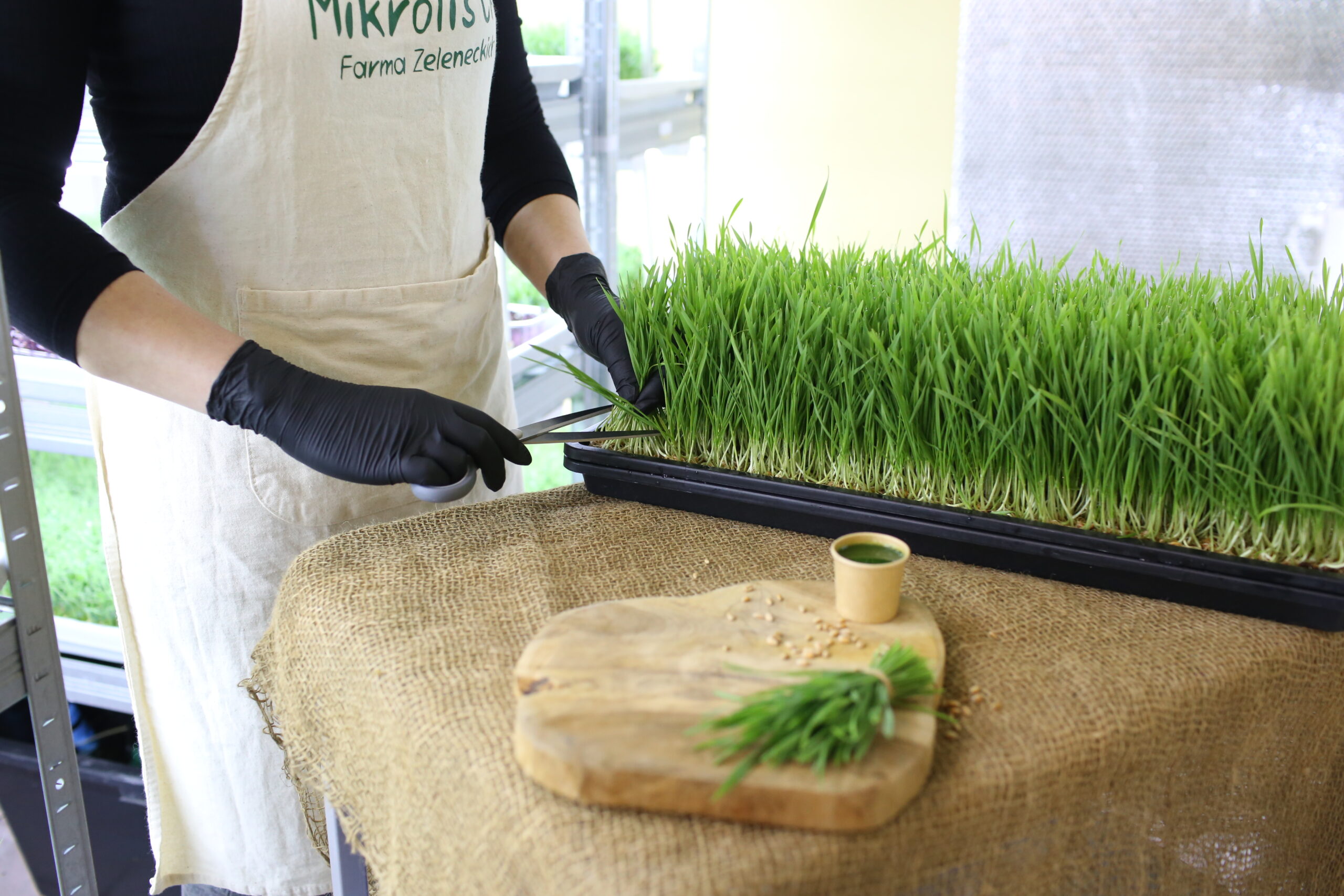 Zbiór mikrolistków na farmie Farma Zeleneckich w Toruniu