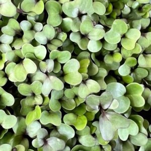 Mikrolistki kapusta czerwona – bogate w witaminy