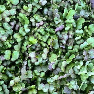 Mikrolistki kapusta pak choi – świeże azjatyckie liście