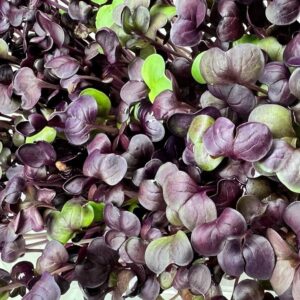 Mikrolistki rzodkiewka red sango – intensywna czerwień