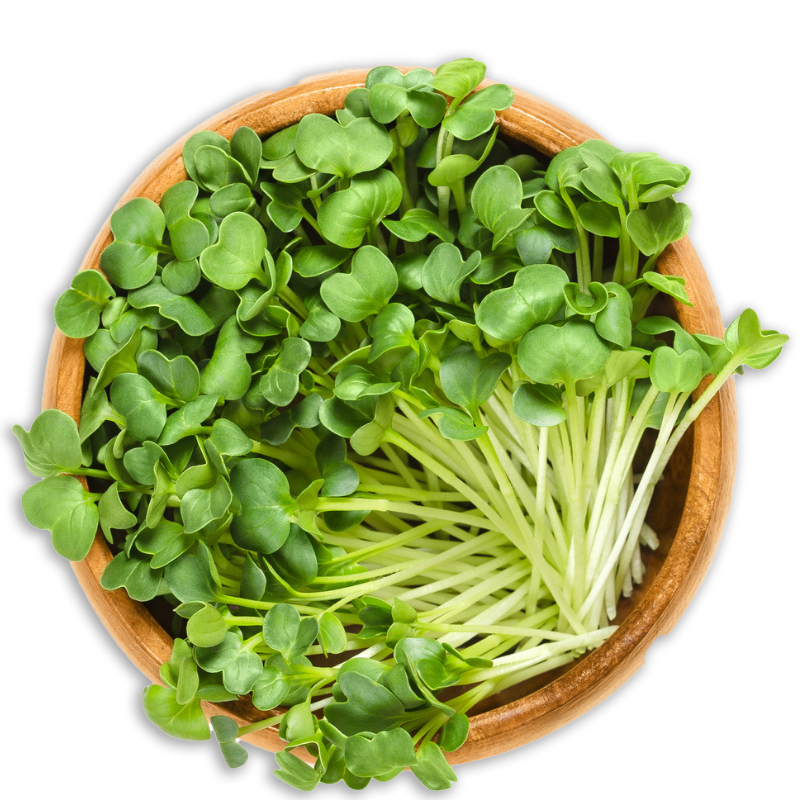 Mikrolistki w misce – świeże młode rośliny pełne witamin i minerałów