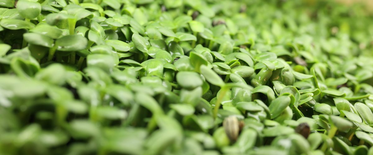 Świeże mikrolistki – młode rośliny pełne wartości odżywczych