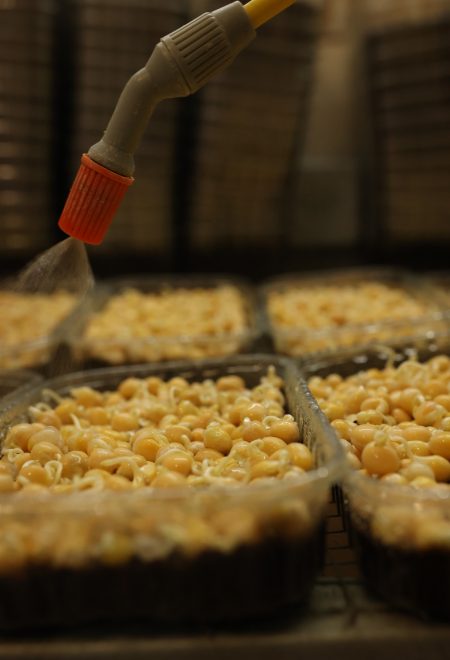 Podlewanie nasion mikrolistków – kontrola wzrostu