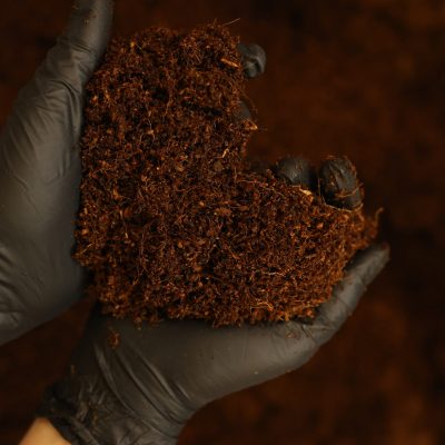 Podłoże do uprawy mikrolistków – przygotowanie i kontrola jakości