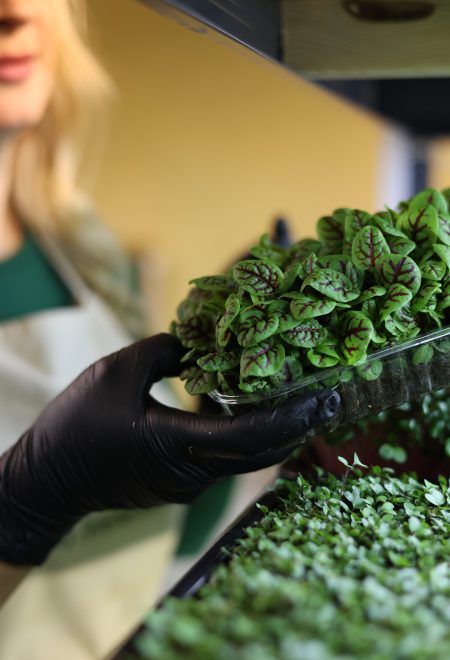 Świeże mikrolistki zielone – zbiory na farmie Farma Zeleneckich