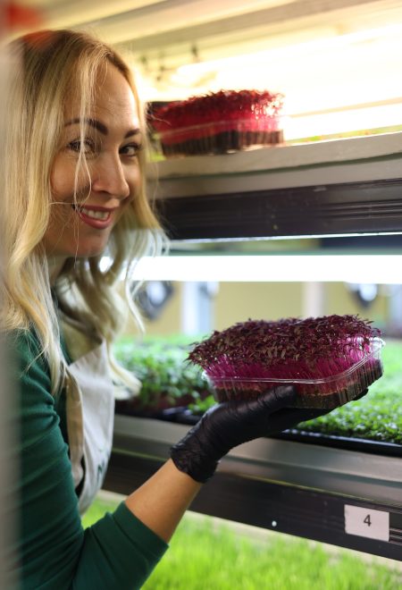 Pracownik farmy prezentuje czerwone mikrolistki Red Sango