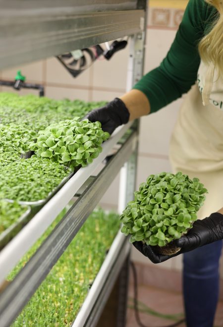 Zbiory mikrolistków – ekologiczna farma