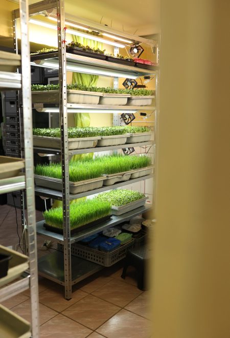 Uprawa mikrolistków na farmie – regały z tackami pełnymi roślin