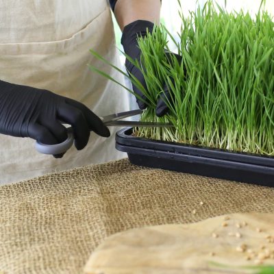 Zbiory mikrolistków – ekologiczna uprawa Farma Zeleneckich