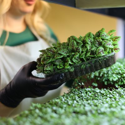 Kontrola jakości uprawy mikrolistków – Farma Zeleneckich