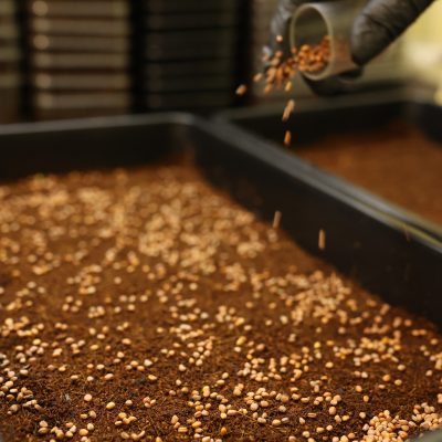 Wysiew nasion mikrolistków do tacki – pierwszy etap uprawy