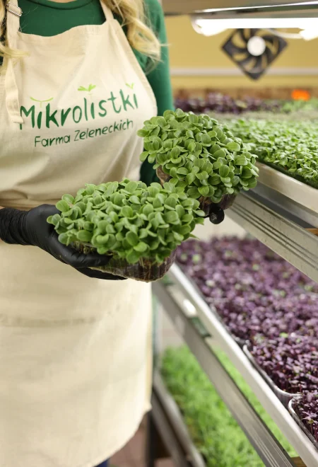 Świeże mikrolistki zielone – Farma Zeleneckich