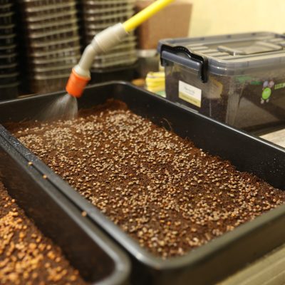 Podlewanie nasion mikrolistków – kontrola wilgotności i wzrostu